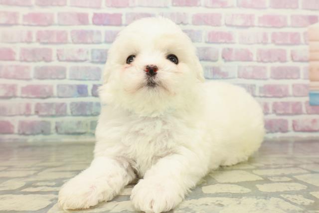 千葉県のビションフリーゼ (Coo&RIKU若葉都賀店/2025年11月15日生まれ/男の子/ホワイト)の子犬の2枚目の画像