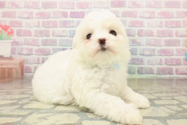 千葉県のビションフリーゼ (Coo&RIKU若葉都賀店/2025年11月15日生まれ/男の子/ホワイト)の子犬の3枚目の画像