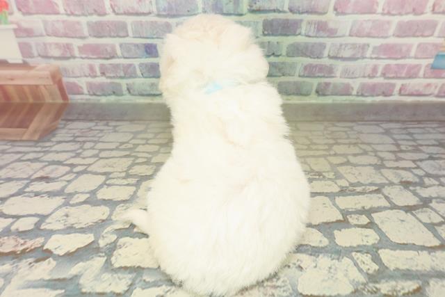 千葉県のビションフリーゼ (Coo&RIKU若葉都賀店/2025年11月15日生まれ/男の子/ホワイト)の子犬の4枚目の画像