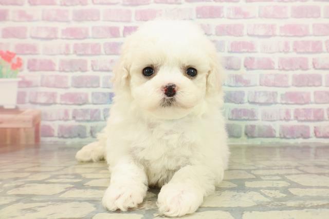 東京都のビションフリーゼ (Coo&RIKU江戸川店/2025年11月15日生まれ/男の子/ホワイト)の子犬の1枚目の画像