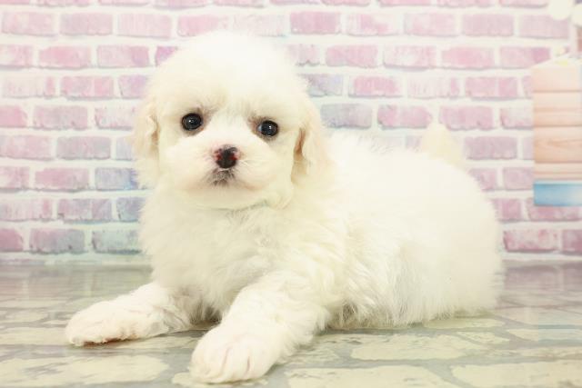 東京都のビションフリーゼ (Coo&RIKU江戸川店/2025年11月15日生まれ/男の子/ホワイト)の子犬の2枚目の画像