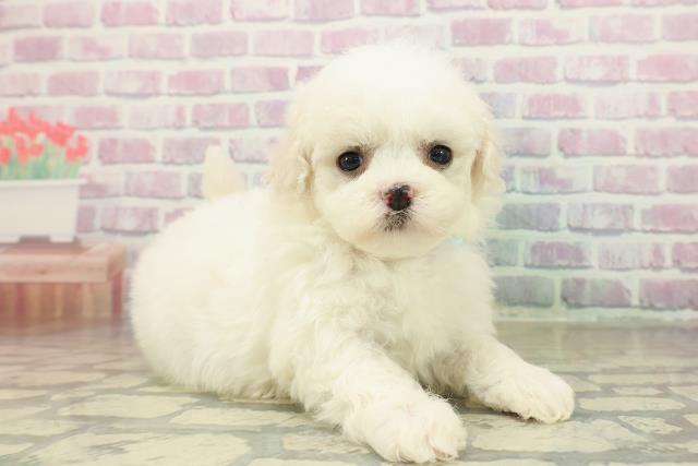 東京都のビションフリーゼ (Coo&RIKU江戸川店/2025年11月15日生まれ/男の子/ホワイト)の子犬の3枚目の画像