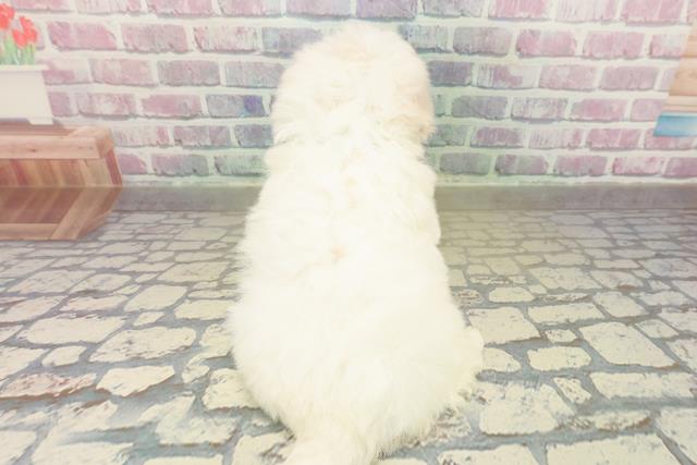 東京都のビションフリーゼ (Coo&RIKU江戸川店/2025年11月15日生まれ/男の子/ホワイト)の子犬の4枚目の画像