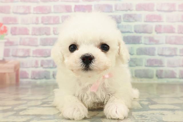 神奈川県のビションフリーゼ (Coo&RIKU相模原店/2025年11月15日生まれ/女の子/ホワイト)の子犬