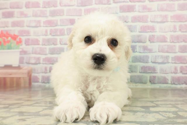 北海道のビションフリーゼ (Coo&RIKU函館店/2025年11月16日生まれ/男の子/ホワイト)の子犬の1枚目の画像