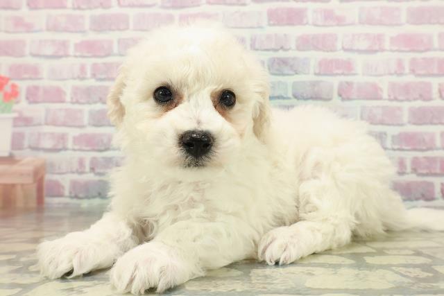 北海道のビションフリーゼ (Coo&RIKU函館店/2025年11月16日生まれ/男の子/ホワイト)の子犬の2枚目の画像