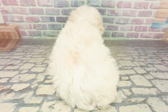 北海道のビションフリーゼ (Coo&RIKU函館店/2025年11月16日生まれ/男の子/ホワイト)の子犬の4枚目の画像