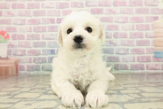 北海道のビションフリーゼ (Coo&RIKU北見店/2025年11月16日生まれ/男の子/ホワイト)の子犬の1枚目の画像