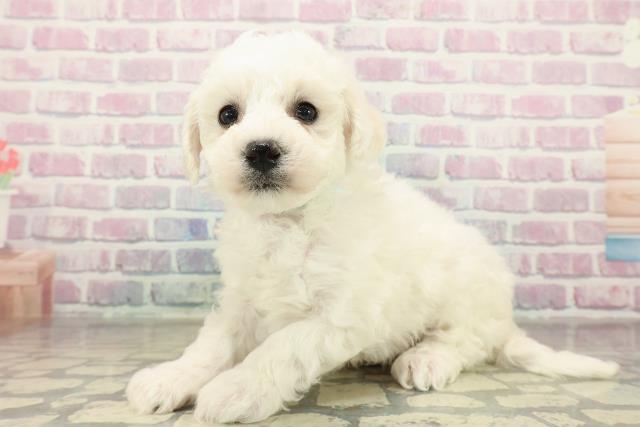 北海道のビションフリーゼ (Coo&RIKU北見店/2025年11月16日生まれ/男の子/ホワイト)の子犬の2枚目の画像