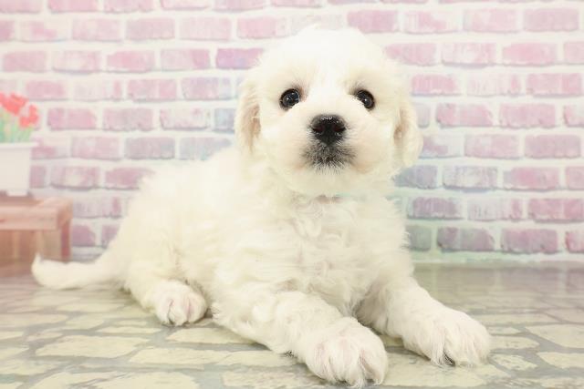 北海道のビションフリーゼ (Coo&RIKU北見店/2025年11月16日生まれ/男の子/ホワイト)の子犬の3枚目の画像