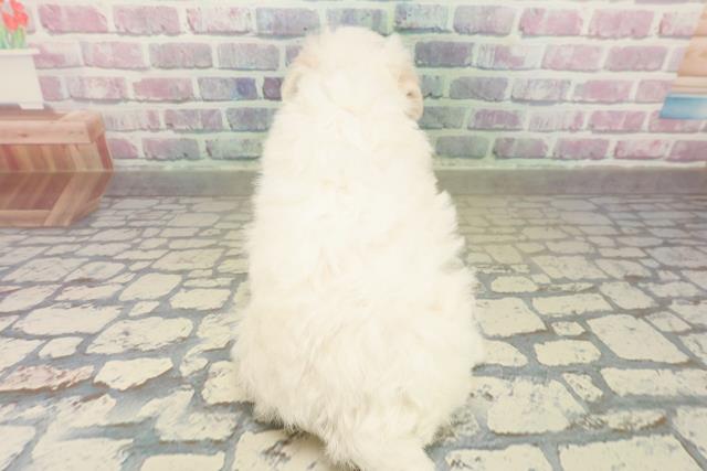 北海道のビションフリーゼ (Coo&RIKU北見店/2025年11月16日生まれ/男の子/ホワイト)の子犬の4枚目の画像