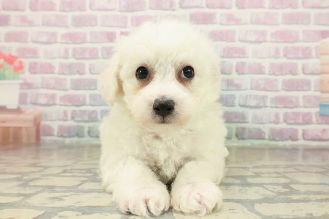 北海道のビションフリーゼ (Coo&RIKU旭川店/2025年11月16日生まれ/男の子/ホワイト)の子犬の1枚目の画像