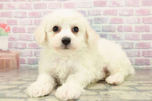 北海道のビションフリーゼ (Coo&RIKU旭川店/2025年11月16日生まれ/男の子/ホワイト)の子犬の2枚目の画像