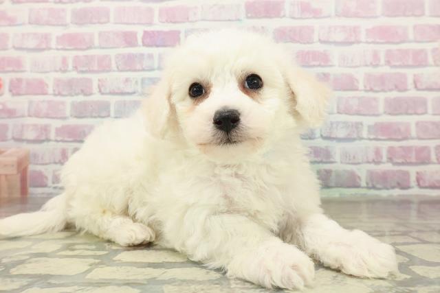 北海道のビションフリーゼ (Coo&RIKU旭川店/2025年11月16日生まれ/男の子/ホワイト)の子犬の3枚目の画像