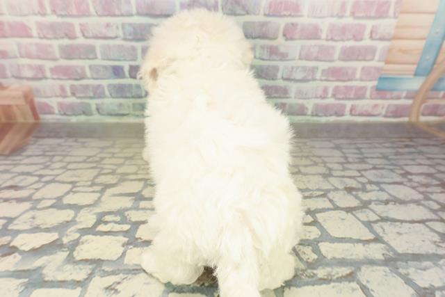 北海道のビションフリーゼ (Coo&RIKU旭川店/2025年11月16日生まれ/男の子/ホワイト)の子犬の4枚目の画像