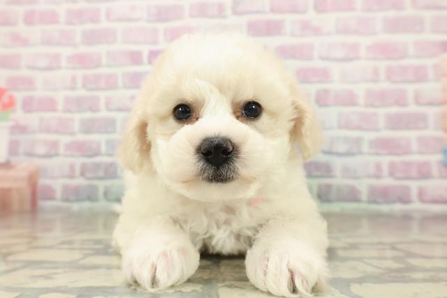 北海道のビションフリーゼ (Coo&RIKU釧路店/2025年11月16日生まれ/女の子/ホワイト)の子犬の1枚目の画像