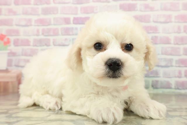 北海道のビションフリーゼ (Coo&RIKU釧路店/2025年11月16日生まれ/女の子/ホワイト)の子犬の3枚目の画像