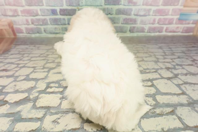 北海道のビションフリーゼ (Coo&RIKU釧路店/2025年11月16日生まれ/女の子/ホワイト)の子犬の4枚目の画像