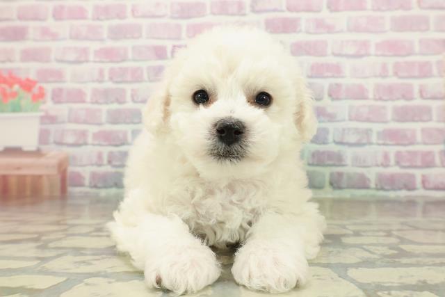 秋田県のビションフリーゼ (Coo&RIKU秋田店/2025年11月16日生まれ/女の子/ホワイト)の子犬