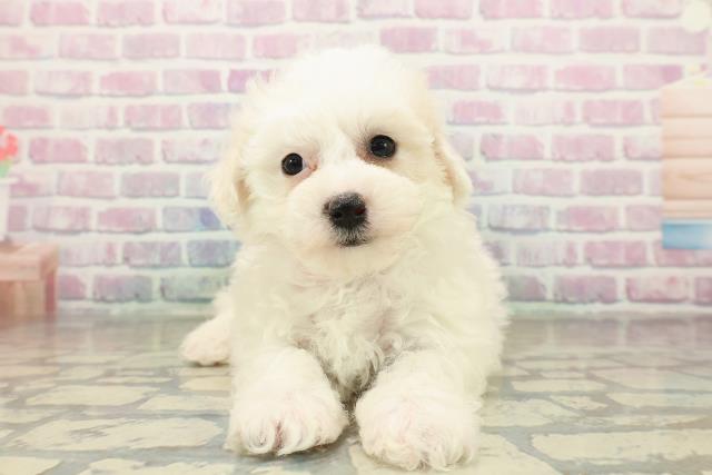 埼玉県のビションフリーゼ (Coo&RIKU春日部店/2025年11月16日生まれ/女の子/ホワイト)の子犬の1枚目の画像