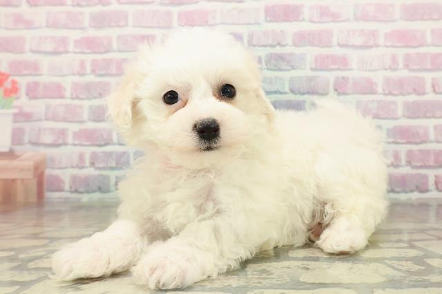 埼玉県のビションフリーゼ (Coo&RIKU春日部店/2025年11月16日生まれ/女の子/ホワイト)の子犬の2枚目の画像