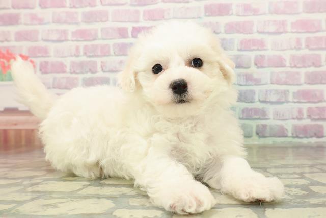 埼玉県のビションフリーゼ (Coo&RIKU春日部店/2025年11月16日生まれ/女の子/ホワイト)の子犬の3枚目の画像