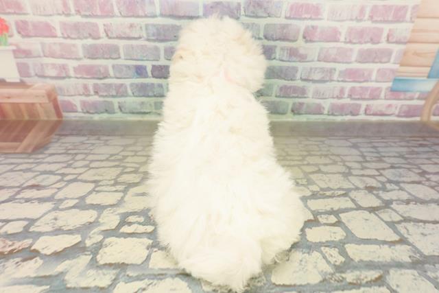 埼玉県のビションフリーゼ (Coo&RIKU春日部店/2025年11月16日生まれ/女の子/ホワイト)の子犬の4枚目の画像