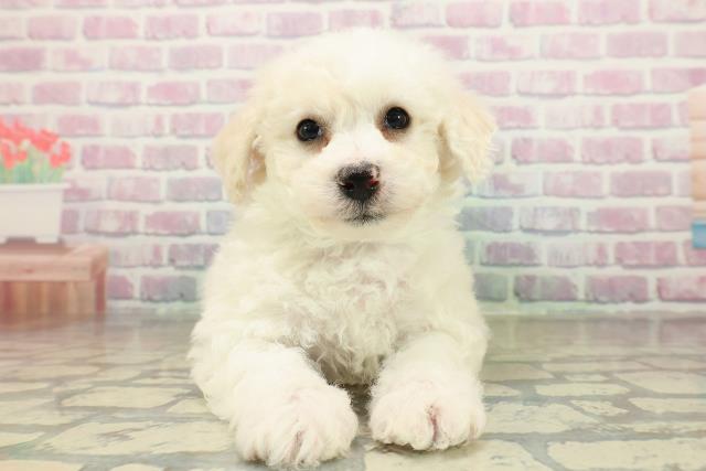 青森県のハーフ犬・ミックス犬 (Coo&RIKU青森店/2025年11月15日生まれ/男の子/ホワイト)の子犬