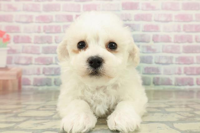 長野県のハーフ犬・ミックス犬 (Coo&RIKU綿半上田店/2025年11月15日生まれ/男の子/ホワイト)の子犬の1枚目の画像