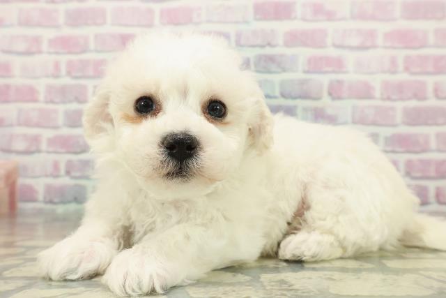 長野県のハーフ犬・ミックス犬 (Coo&RIKU綿半上田店/2025年11月15日生まれ/男の子/ホワイト)の子犬の2枚目の画像