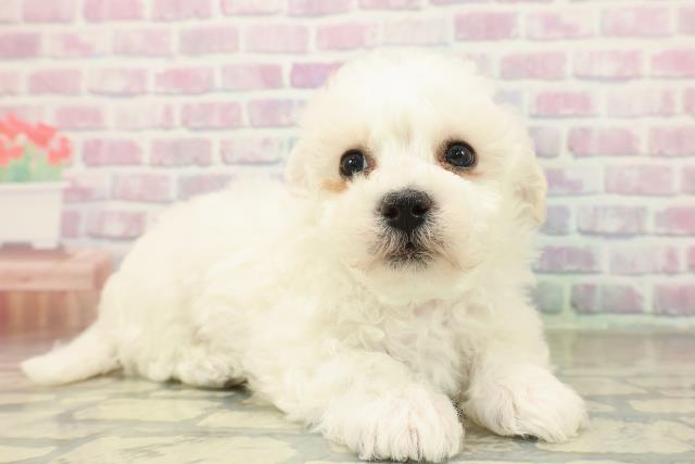 長野県のハーフ犬・ミックス犬 (Coo&RIKU綿半上田店/2025年11月15日生まれ/男の子/ホワイト)の子犬の3枚目の画像