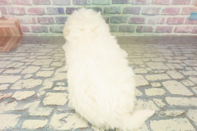 長野県のハーフ犬・ミックス犬 (Coo&RIKU綿半上田店/2025年11月15日生まれ/男の子/ホワイト)の子犬の4枚目の画像