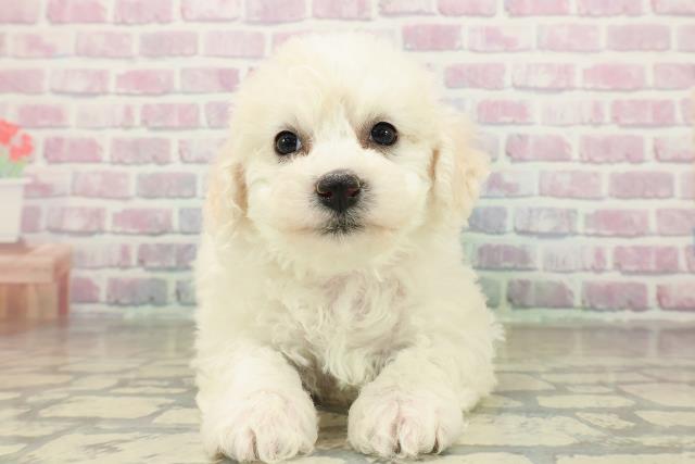 青森県のハーフ犬・ミックス犬 (Coo&RIKU弘前店/2025年11月15日生まれ/女の子/ホワイト)の子犬