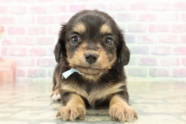 青森県のチワックス(チワワ×ダックス) (Coo&RIKU八戸店/2025年11月15日生まれ/男の子/ブラックタン)の子犬の1枚目の画像