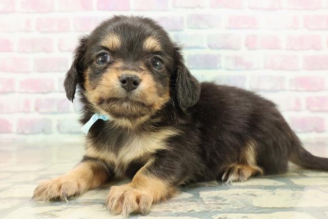 青森県のチワックス(チワワ×ダックス) (Coo&RIKU八戸店/2025年11月15日生まれ/男の子/ブラックタン)の子犬の2枚目の画像