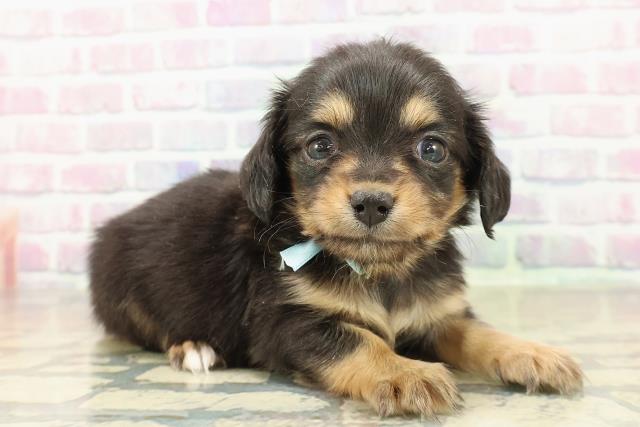 青森県のチワックス(チワワ×ダックス) (Coo&RIKU八戸店/2025年11月15日生まれ/男の子/ブラックタン)の子犬の3枚目の画像