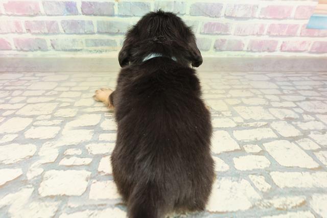 青森県のチワックス(チワワ×ダックス) (Coo&RIKU八戸店/2025年11月15日生まれ/男の子/ブラックタン)の子犬の4枚目の画像