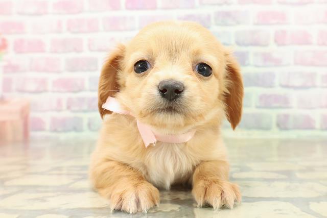 北海道のチワックス(チワワ×ダックス) (Coo&RIKU函館店/2025年11月15日生まれ/女の子/ゴールド)の子犬の1枚目の画像