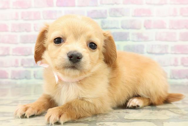 北海道のチワックス(チワワ×ダックス) (Coo&RIKU函館店/2025年11月15日生まれ/女の子/ゴールド)の子犬の2枚目の画像