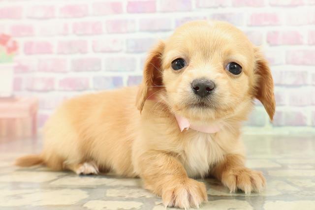 北海道のチワックス(チワワ×ダックス) (Coo&RIKU函館店/2025年11月15日生まれ/女の子/ゴールド)の子犬の3枚目の画像