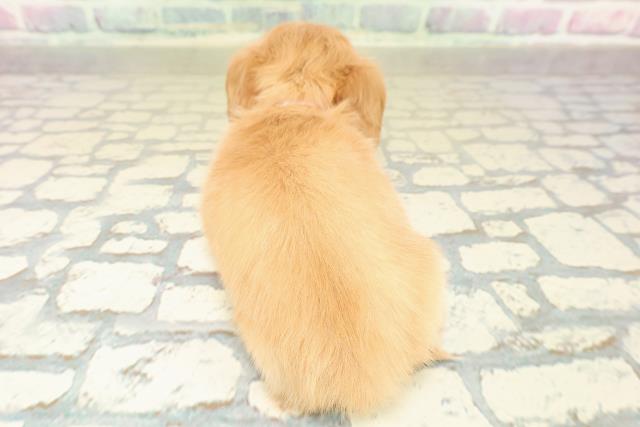 北海道のチワックス(チワワ×ダックス) (Coo&RIKU函館店/2025年11月15日生まれ/女の子/ゴールド)の子犬の4枚目の画像