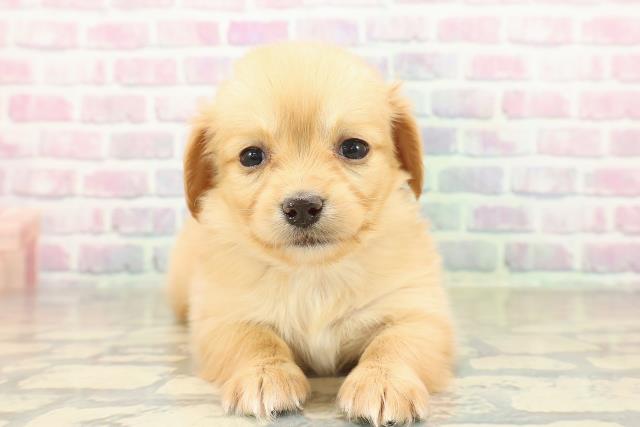 北海道のチワックス(チワワ×ダックス) (Coo&RIKU札幌東店/2025年11月15日生まれ/女の子/ゴールド)の子犬の1枚目の画像