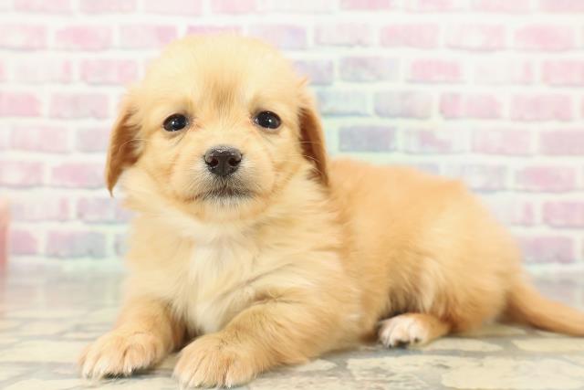 北海道のチワックス(チワワ×ダックス) (Coo&RIKU札幌東店/2025年11月15日生まれ/女の子/ゴールド)の子犬の2枚目の画像