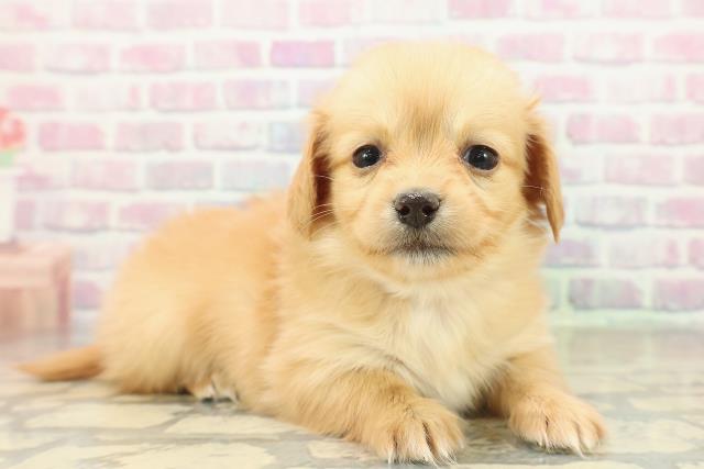 北海道のチワックス(チワワ×ダックス) (Coo&RIKU札幌東店/2025年11月15日生まれ/女の子/ゴールド)の子犬の3枚目の画像