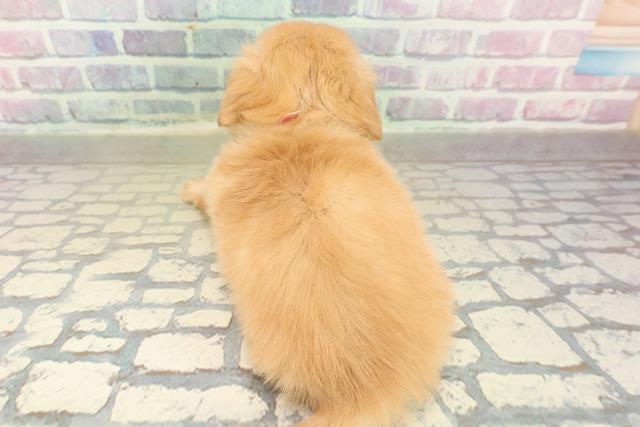 北海道のチワックス(チワワ×ダックス) (Coo&RIKU札幌東店/2025年11月15日生まれ/女の子/ゴールド)の子犬の4枚目の画像