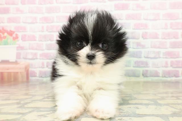 東京都のポメラニアン (Coo&RIKU阿佐ヶ谷店/2025年11月12日生まれ/女の子/ブラックホワイト)の子犬の1枚目の画像