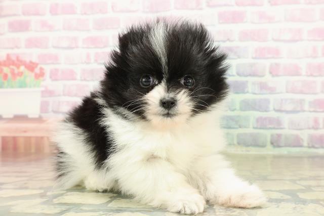 東京都のポメラニアン (Coo&RIKU阿佐ヶ谷店/2025年11月12日生まれ/女の子/ブラックホワイト)の子犬の3枚目の画像