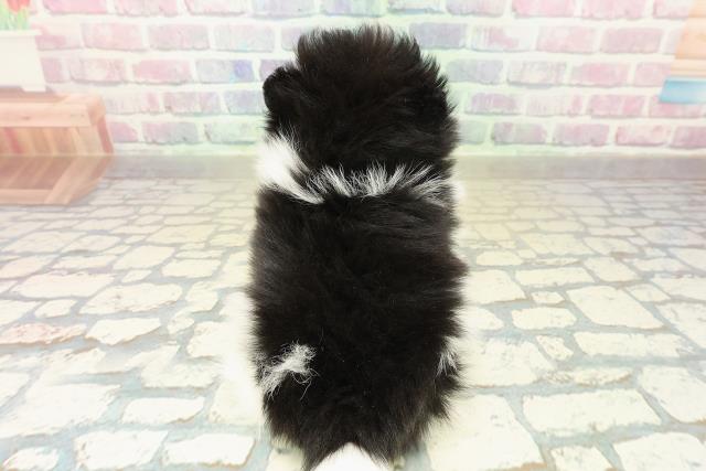 東京都のポメラニアン (Coo&RIKU阿佐ヶ谷店/2025年11月12日生まれ/女の子/ブラックホワイト)の子犬の4枚目の画像