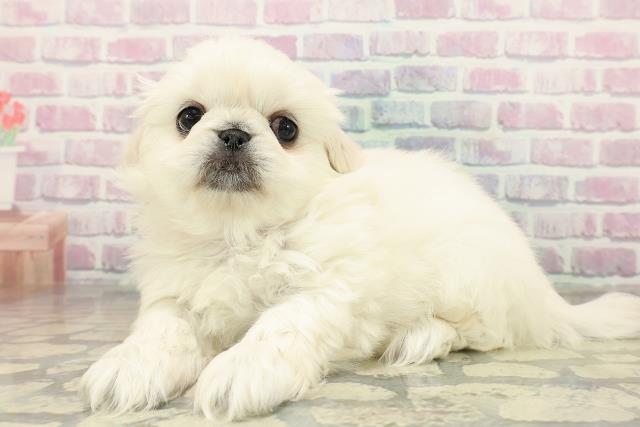 千葉県のペキニーズ (Coo&RIKU木更津店/2025年11月16日生まれ/女の子/ホワイト)の子犬の2枚目の画像