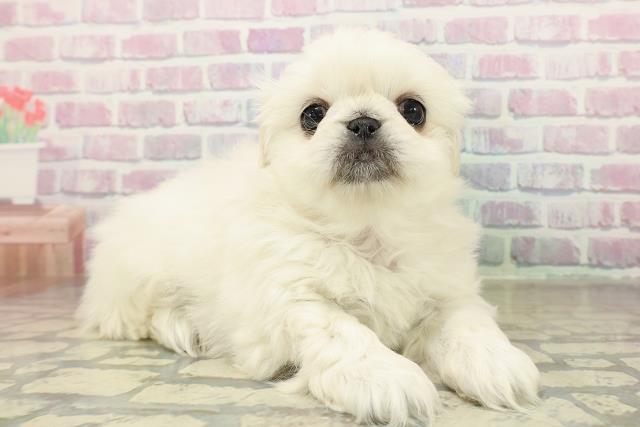 千葉県のペキニーズ (Coo&RIKU木更津店/2025年11月16日生まれ/女の子/ホワイト)の子犬の3枚目の画像